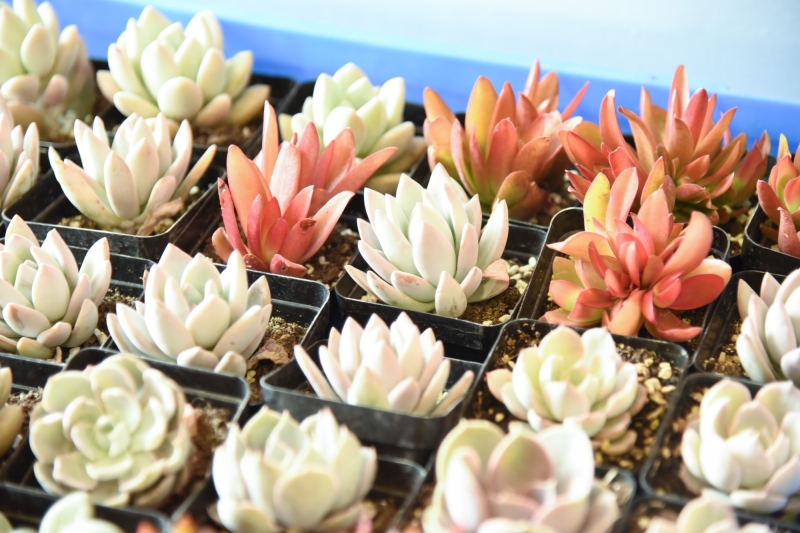 百佳闺蜜节做淑女孕妈