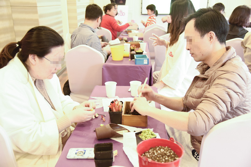 好妈妈俱乐部多肉植物DIY