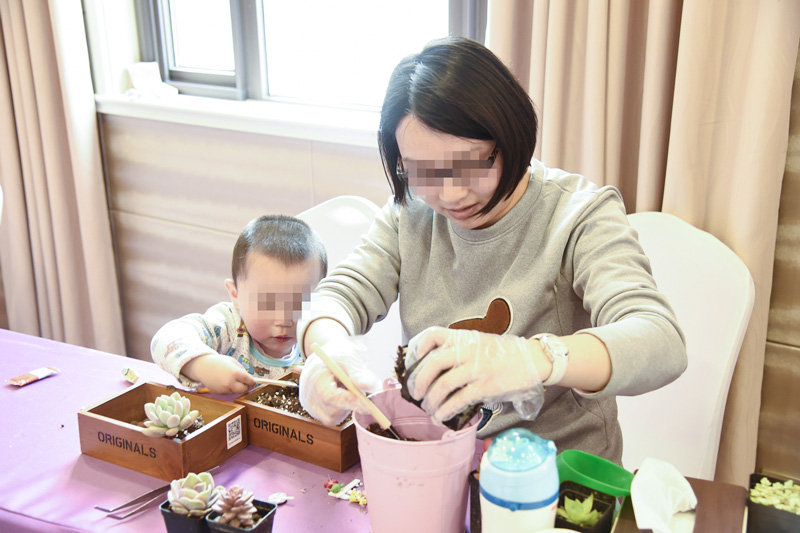 好妈妈俱乐部多肉植物DIY