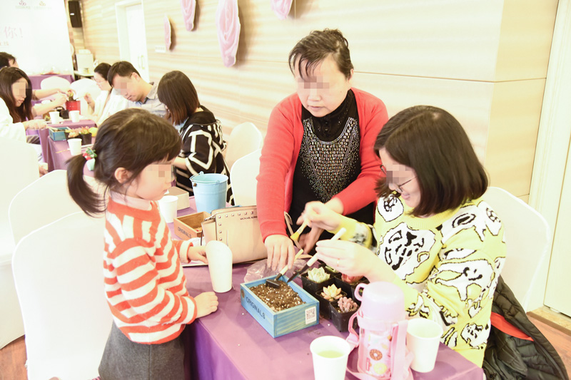 好妈妈俱乐部多肉植物DIY