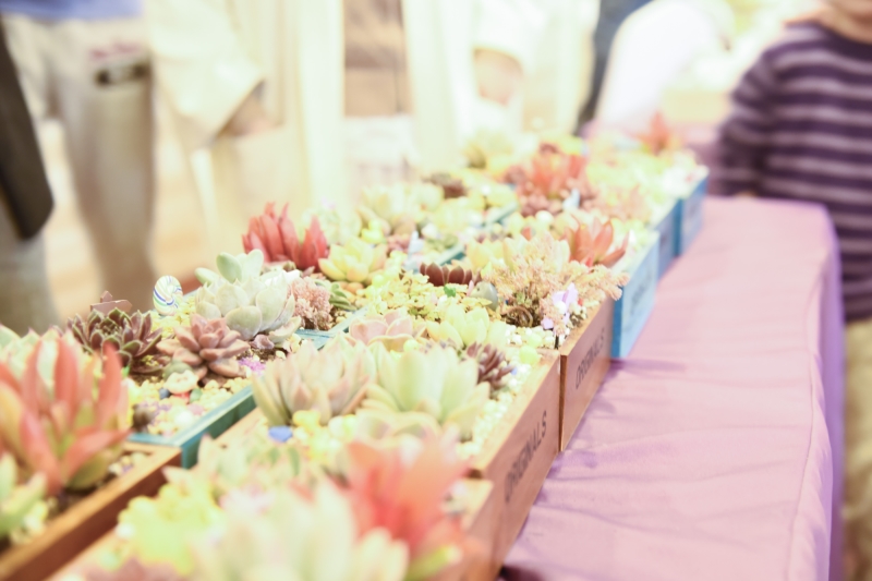 好妈妈俱乐部多肉植物DIY