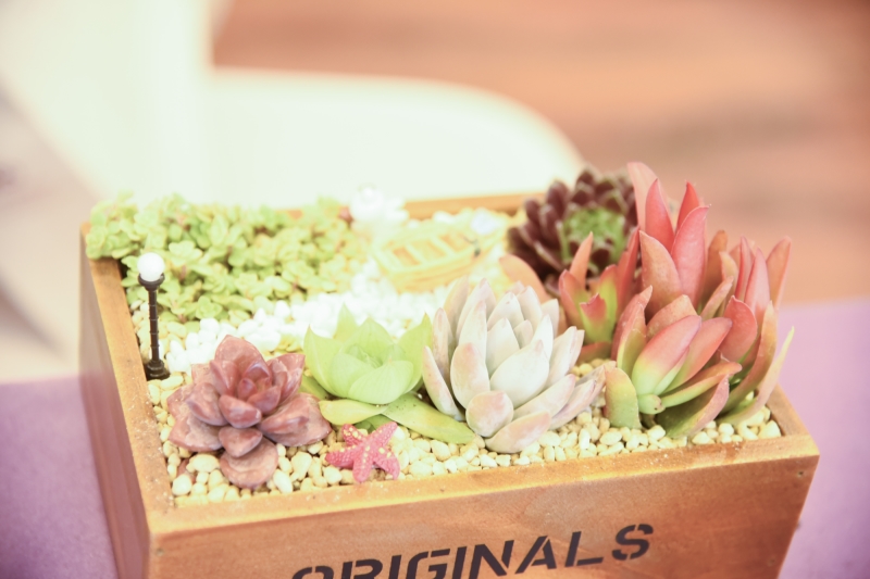 好妈妈俱乐部多肉植物DIY