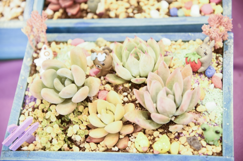 好妈妈俱乐部多肉植物DIY