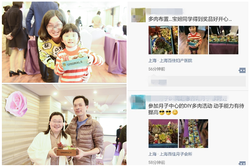 好妈妈俱乐部多肉植物DIY